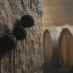 The Hygroscopic Sponge Effect in Riverstone Estate Wine Cellars