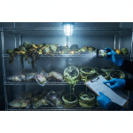 Close-up of a commercial walk-in cooler shelf filled with severely spoiled, discolored produce and wilting greens, representing inventory loss due to commercial food spoliation. This visual aids in understanding the documentation process for insurance claims, as described in 'Commercial Food Spoliation: Documenting Inventory Loss'.