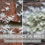 Efflorescence vs white mold on concrete